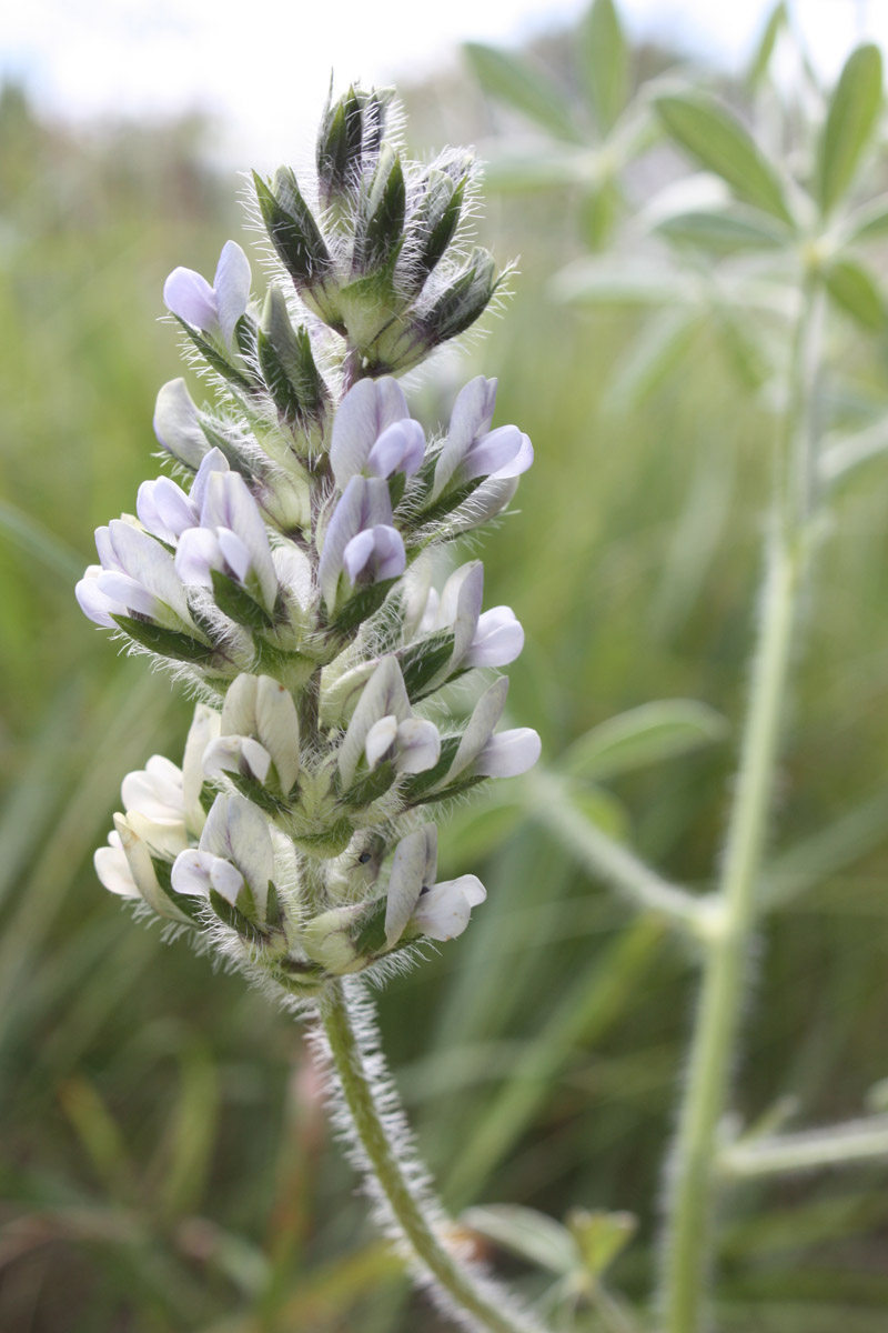 Breadroot (Pediometum esculentum)